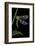 Palpares Libelluloides (Antlion)-Paul Starosta-Framed Photographic Print