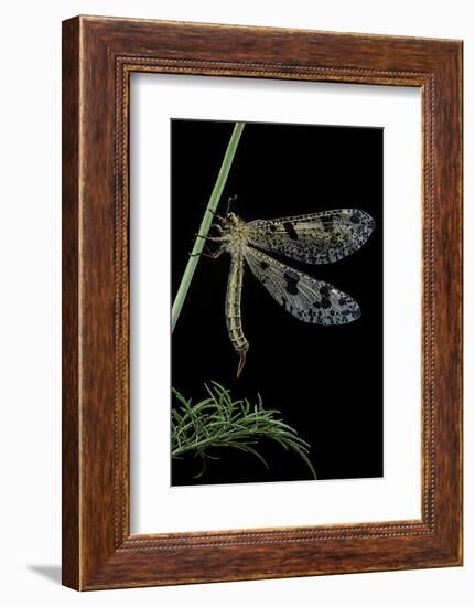 Palpares Libelluloides (Antlion)-Paul Starosta-Framed Photographic Print