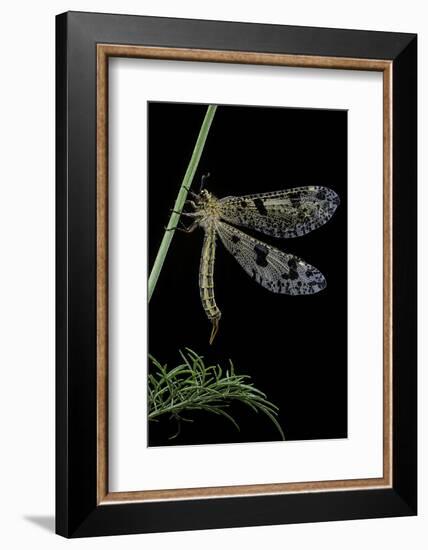 Palpares Libelluloides (Antlion)-Paul Starosta-Framed Photographic Print