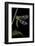 Palpares Libelluloides (Antlion)-Paul Starosta-Framed Photographic Print