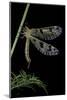 Palpares Libelluloides (Antlion)-Paul Starosta-Mounted Photographic Print