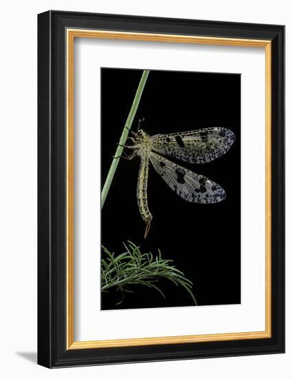 Palpares Libelluloides (Antlion)-Paul Starosta-Framed Photographic Print