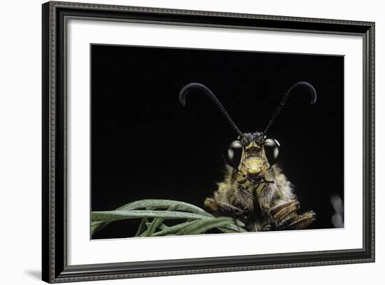 Palpares Libelluloides (Antlion) --Paul Starosta-Framed Photographic Print