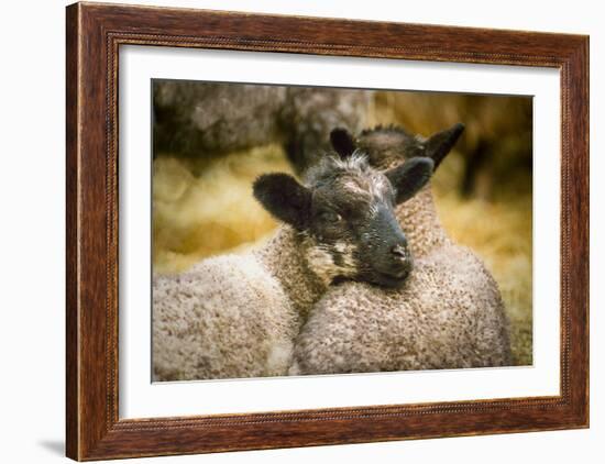 Pals-Orah Moore-Framed Art Print