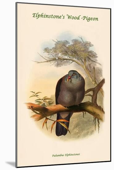 Palumbus Elphinstonei - Elphinstone's Wood -Pigeon-John Gould-Mounted Art Print