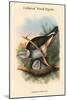 Palumbus Pulchricollis - Collared Wood-Pigein-John Gould-Mounted Art Print