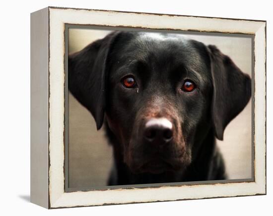 Pam the Guide Dog, January 1998-null-Framed Premier Image Canvas