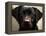 Pam the Guide Dog, January 1998-null-Framed Premier Image Canvas
