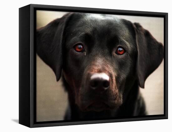 Pam the Guide Dog, January 1998-null-Framed Premier Image Canvas