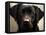 Pam the Guide Dog, January 1998-null-Framed Premier Image Canvas