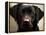 Pam the Guide Dog, January 1998-null-Framed Premier Image Canvas