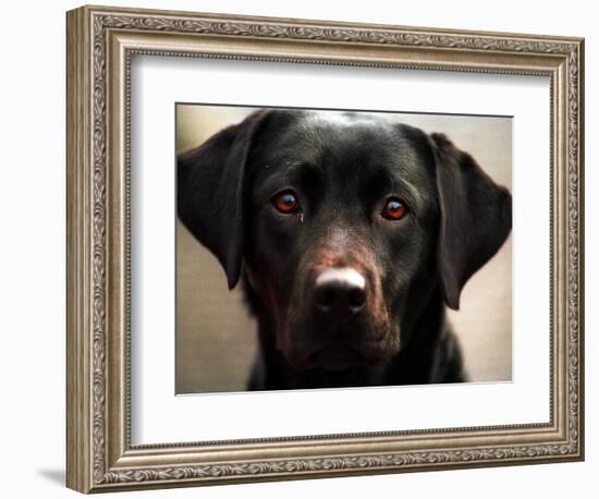 Pam the Guide Dog, January 1998-null-Framed Photographic Print