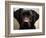 Pam the Guide Dog, January 1998-null-Framed Photographic Print