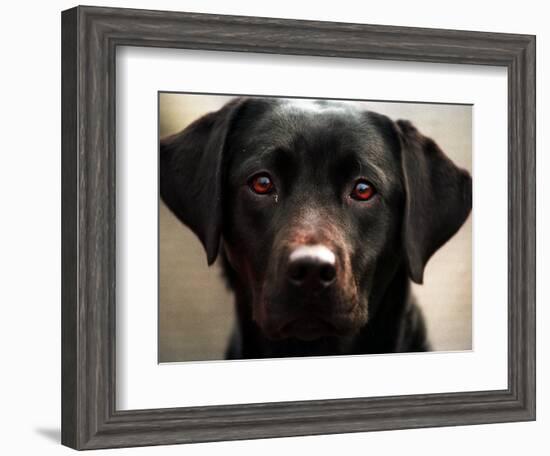 Pam the Guide Dog, January 1998-null-Framed Photographic Print