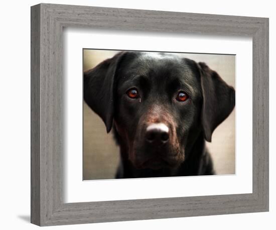 Pam the Guide Dog, January 1998-null-Framed Photographic Print