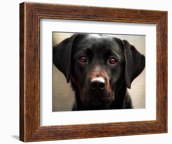 Pam the Guide Dog, January 1998-null-Framed Photographic Print