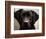 Pam the Guide Dog, January 1998-null-Framed Photographic Print