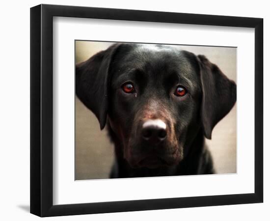 Pam the Guide Dog, January 1998-null-Framed Photographic Print