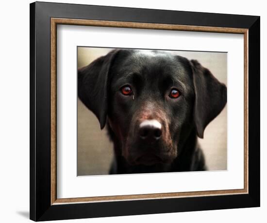 Pam the Guide Dog, January 1998-null-Framed Photographic Print