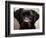 Pam the Guide Dog, January 1998-null-Framed Photographic Print