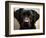Pam the Guide Dog, January 1998-null-Framed Photographic Print