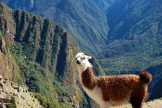 Llama above Macchu Picchu-pamelasproof-Premier Image Canvas