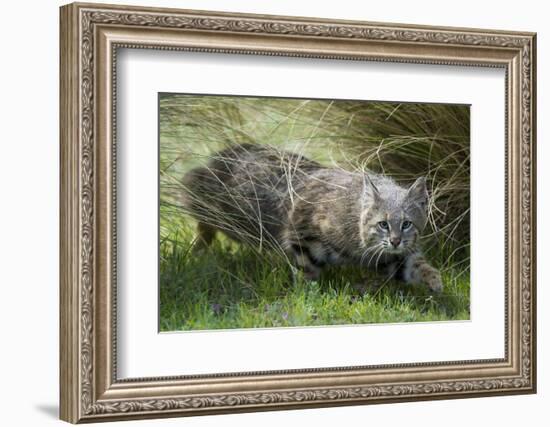 Pampas cat (Leopardus colocola) La Pampa Province, Argentina-Gabriel Rojo-Framed Photographic Print