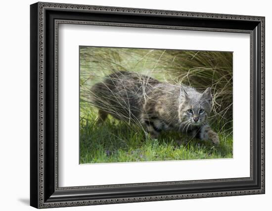 Pampas cat (Leopardus colocola) La Pampa Province, Argentina-Gabriel Rojo-Framed Photographic Print