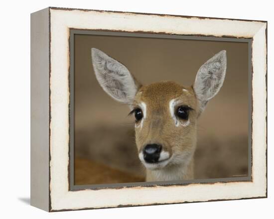 Pampas Deer, Fawn (Ozotoceros Bezoarticus) Serra Da Bodoquena, Mato Grosso Do Sur Province-Pete Oxford-Framed Premier Image Canvas