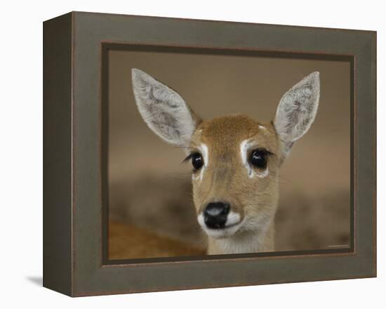 Pampas Deer, Fawn (Ozotoceros Bezoarticus) Serra Da Bodoquena, Mato Grosso Do Sur Province-Pete Oxford-Framed Premier Image Canvas