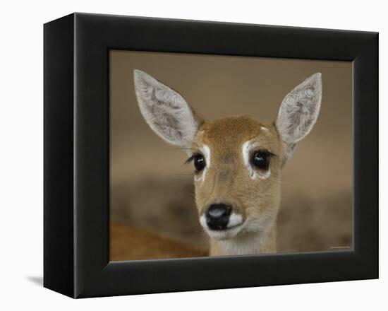 Pampas Deer, Fawn (Ozotoceros Bezoarticus) Serra Da Bodoquena, Mato Grosso Do Sur Province-Pete Oxford-Framed Premier Image Canvas