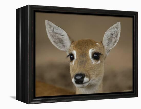 Pampas Deer, Fawn (Ozotoceros Bezoarticus) Serra Da Bodoquena, Mato Grosso Do Sur Province-Pete Oxford-Framed Premier Image Canvas