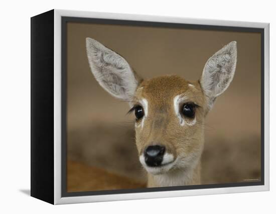 Pampas Deer, Fawn (Ozotoceros Bezoarticus) Serra Da Bodoquena, Mato Grosso Do Sur Province-Pete Oxford-Framed Premier Image Canvas