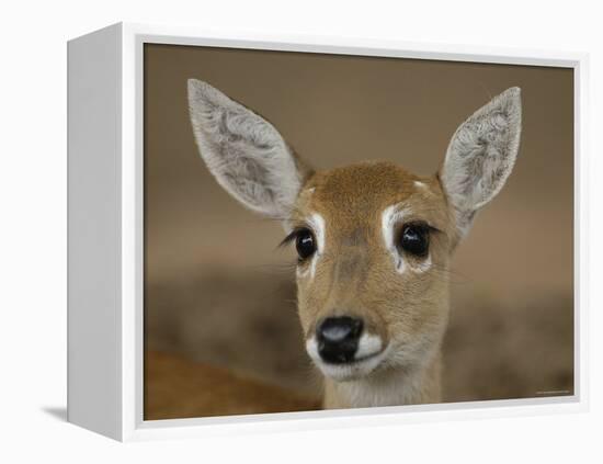 Pampas Deer, Fawn (Ozotoceros Bezoarticus) Serra Da Bodoquena, Mato Grosso Do Sur Province-Pete Oxford-Framed Premier Image Canvas