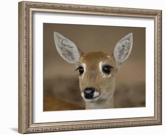 Pampas Deer, Fawn (Ozotoceros Bezoarticus) Serra Da Bodoquena, Mato Grosso Do Sur Province-Pete Oxford-Framed Photographic Print