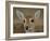 Pampas Deer, Fawn (Ozotoceros Bezoarticus) Serra Da Bodoquena, Mato Grosso Do Sur Province-Pete Oxford-Framed Photographic Print