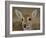 Pampas Deer, Fawn (Ozotoceros Bezoarticus) Serra Da Bodoquena, Mato Grosso Do Sur Province-Pete Oxford-Framed Photographic Print