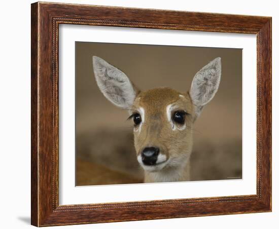 Pampas Deer, Fawn (Ozotoceros Bezoarticus) Serra Da Bodoquena, Mato Grosso Do Sur Province-Pete Oxford-Framed Photographic Print