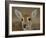 Pampas Deer, Fawn (Ozotoceros Bezoarticus) Serra Da Bodoquena, Mato Grosso Do Sur Province-Pete Oxford-Framed Photographic Print