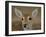 Pampas Deer, Fawn (Ozotoceros Bezoarticus) Serra Da Bodoquena, Mato Grosso Do Sur Province-Pete Oxford-Framed Photographic Print