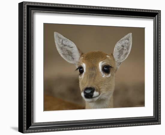 Pampas Deer, Fawn (Ozotoceros Bezoarticus) Serra Da Bodoquena, Mato Grosso Do Sur Province-Pete Oxford-Framed Photographic Print