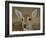 Pampas Deer, Fawn (Ozotoceros Bezoarticus) Serra Da Bodoquena, Mato Grosso Do Sur Province-Pete Oxford-Framed Photographic Print