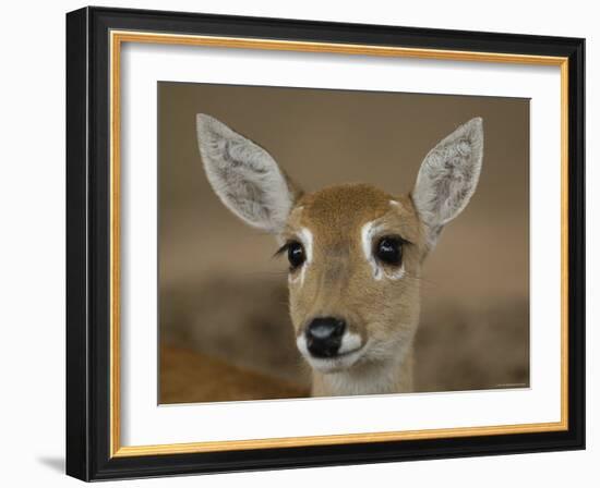 Pampas Deer, Fawn (Ozotoceros Bezoarticus) Serra Da Bodoquena, Mato Grosso Do Sur Province-Pete Oxford-Framed Photographic Print