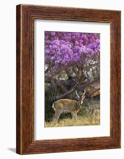 Pampas Deer (Ozotoceros Bezoarticus) Buck In Velvet Standing By Flowering Tree, Pantanal, Brazil-Angelo Gandolfi-Framed Photographic Print