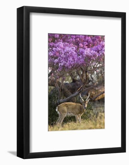 Pampas Deer (Ozotoceros Bezoarticus) Buck In Velvet Standing By Flowering Tree, Pantanal, Brazil-Angelo Gandolfi-Framed Photographic Print