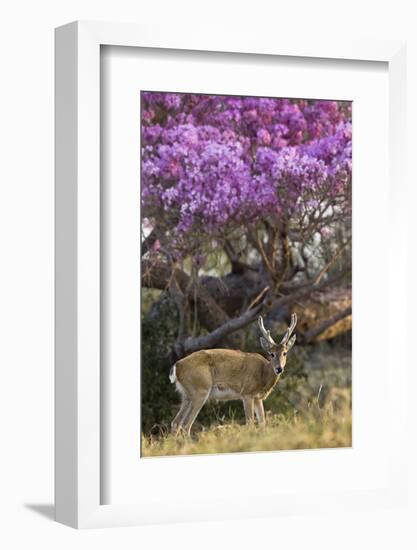 Pampas Deer (Ozotoceros Bezoarticus) Buck In Velvet Standing By Flowering Tree, Pantanal, Brazil-Angelo Gandolfi-Framed Photographic Print