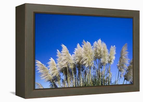 Pampas grass, Cannon Beach, Oregon, USA-Panoramic Images-Framed Premier Image Canvas