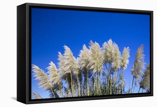 Pampas grass, Cannon Beach, Oregon, USA-Panoramic Images-Framed Premier Image Canvas