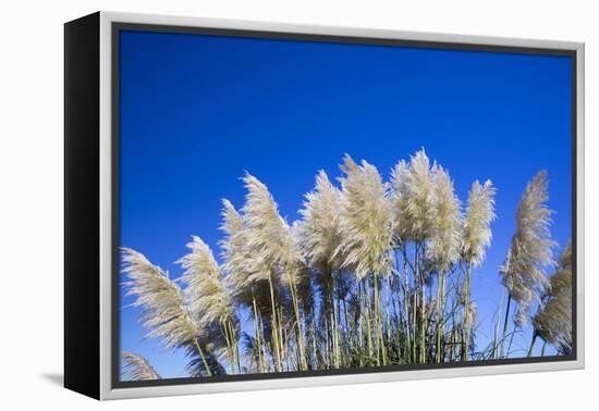 Pampas grass, Cannon Beach, Oregon, USA-Panoramic Images-Framed Premier Image Canvas