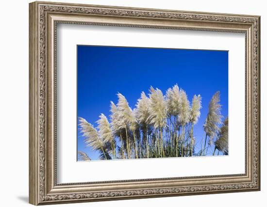 Pampas grass, Cannon Beach, Oregon, USA-Panoramic Images-Framed Photographic Print